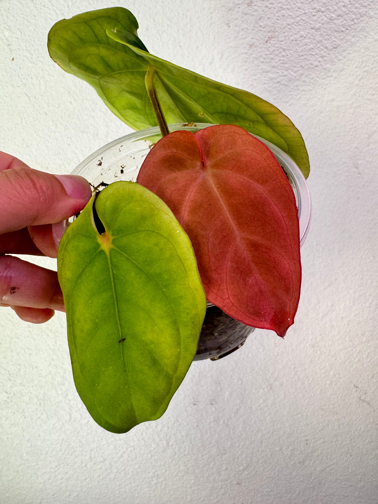 Anthurium RG Dressleri Live plant