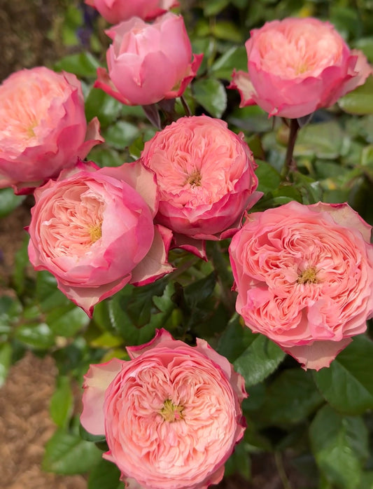 Rose  Northanger Abbey in 4 inch pot own roots