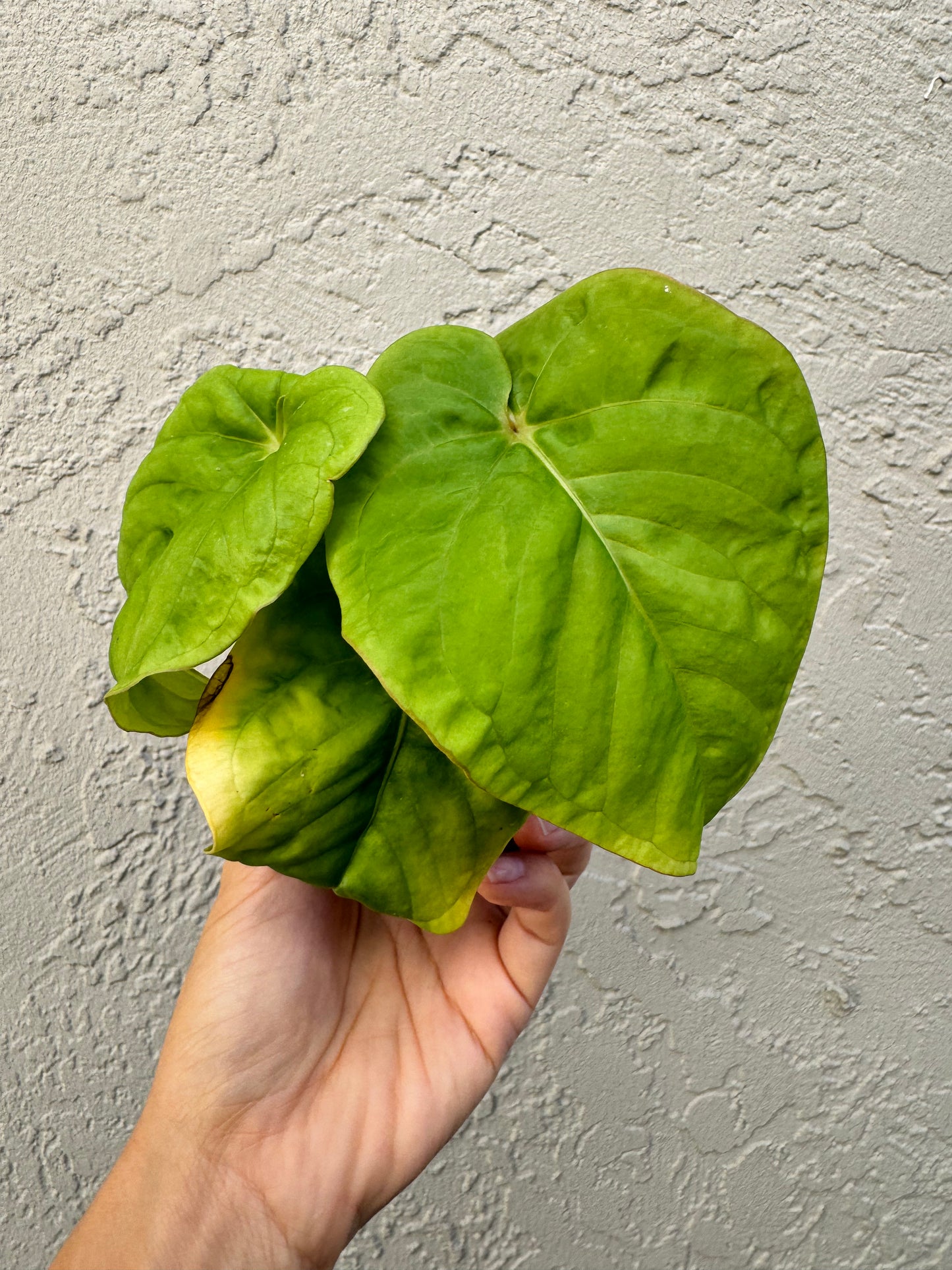 Anthurium Kunayaness live plant