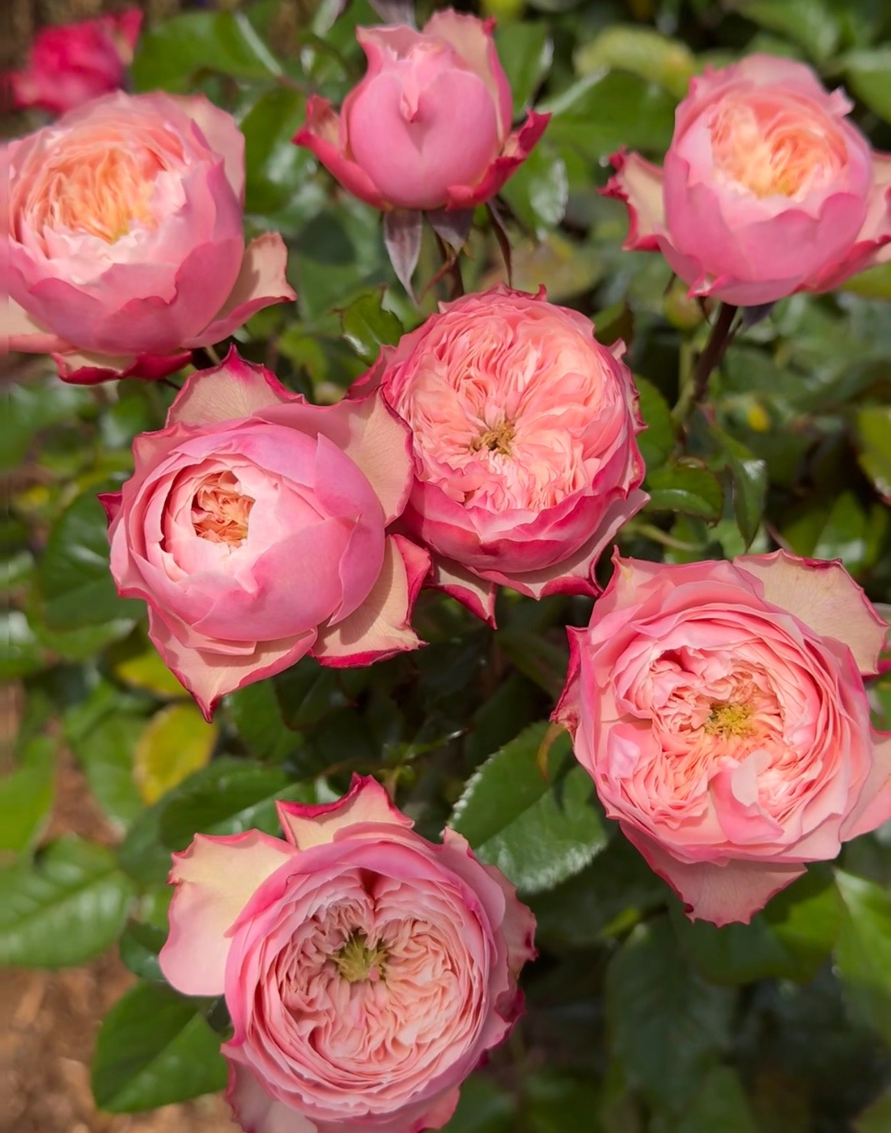 Rose  Northanger Abbey in 4 inch pot own roots