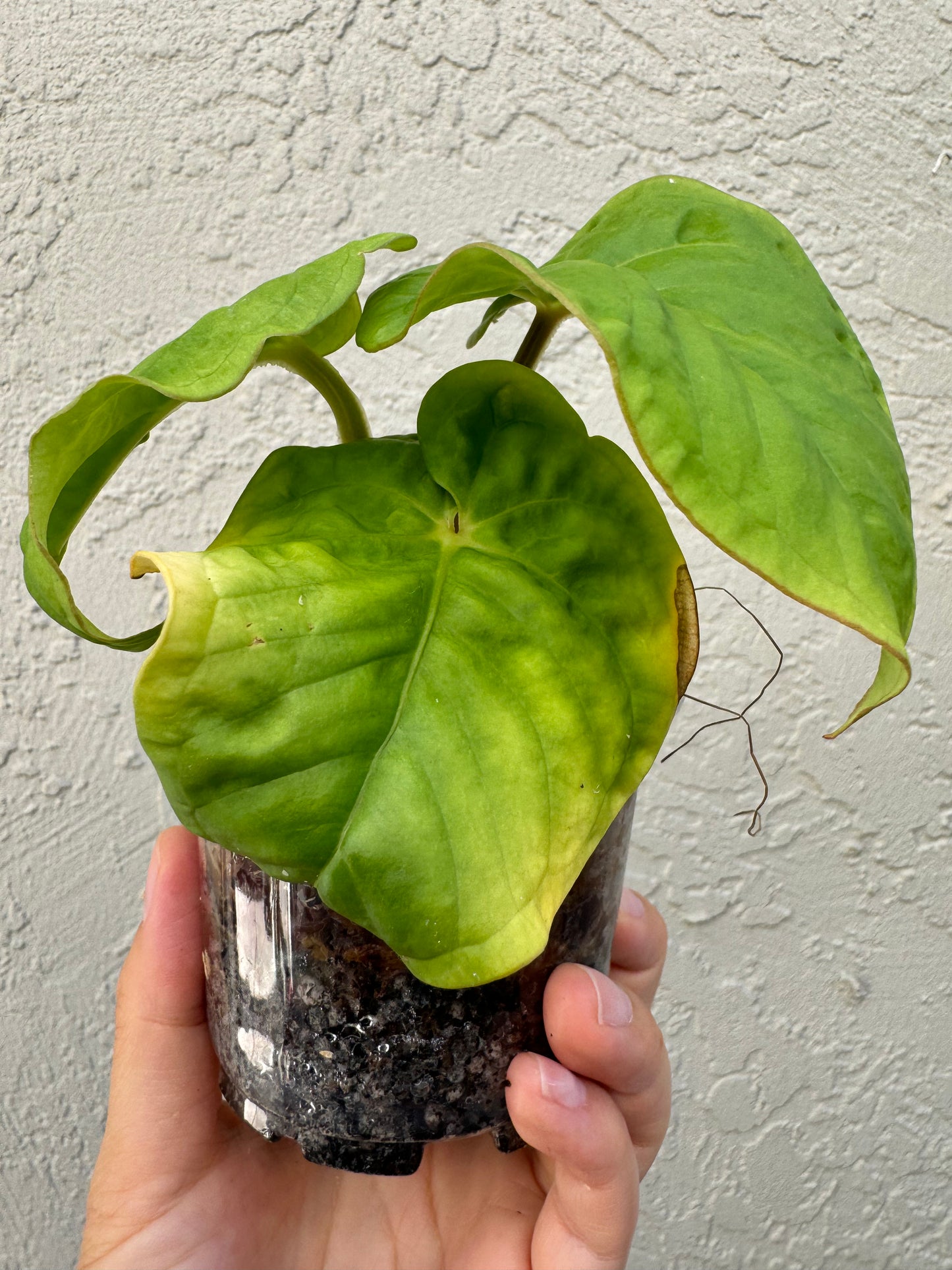 Anthurium Kunayaness live plant