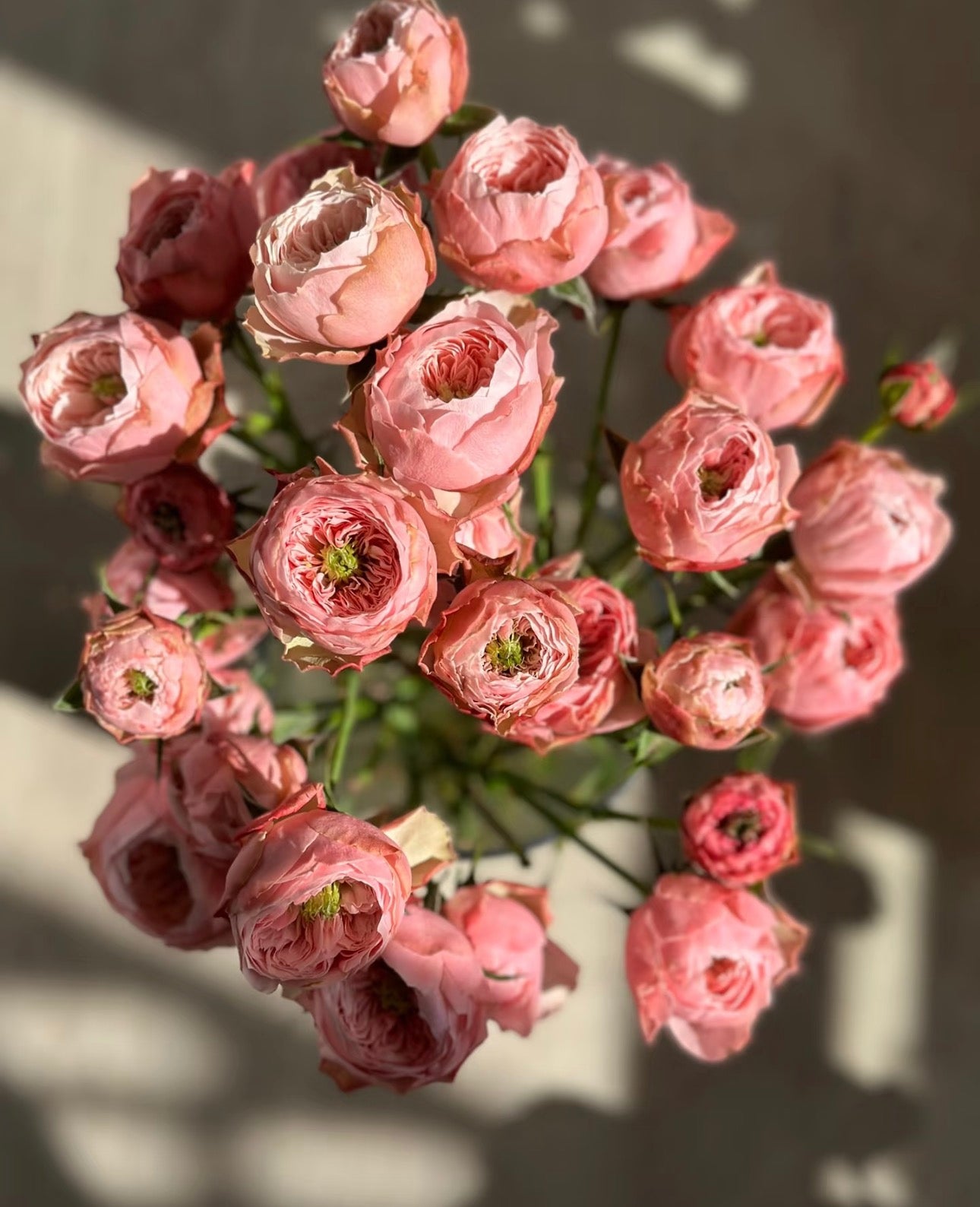 Rose  Northanger Abbey in 4 inch pot own roots