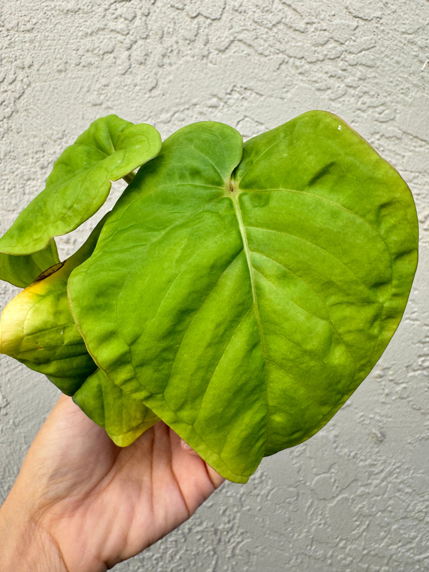 Anthurium Kunayaness live plant