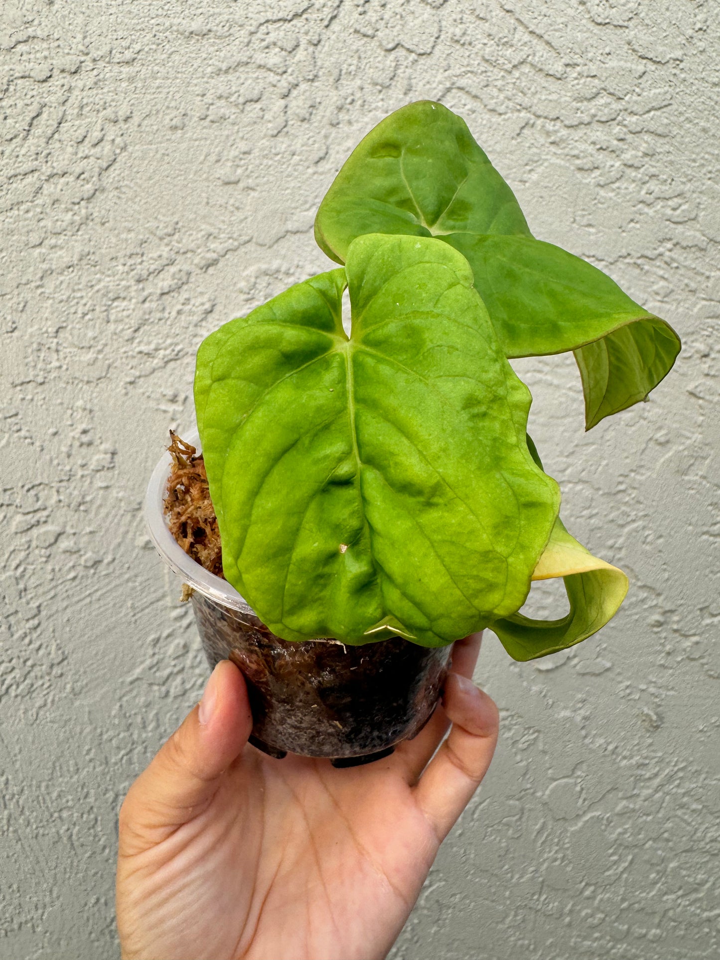 Anthurium Kunayaness live plant