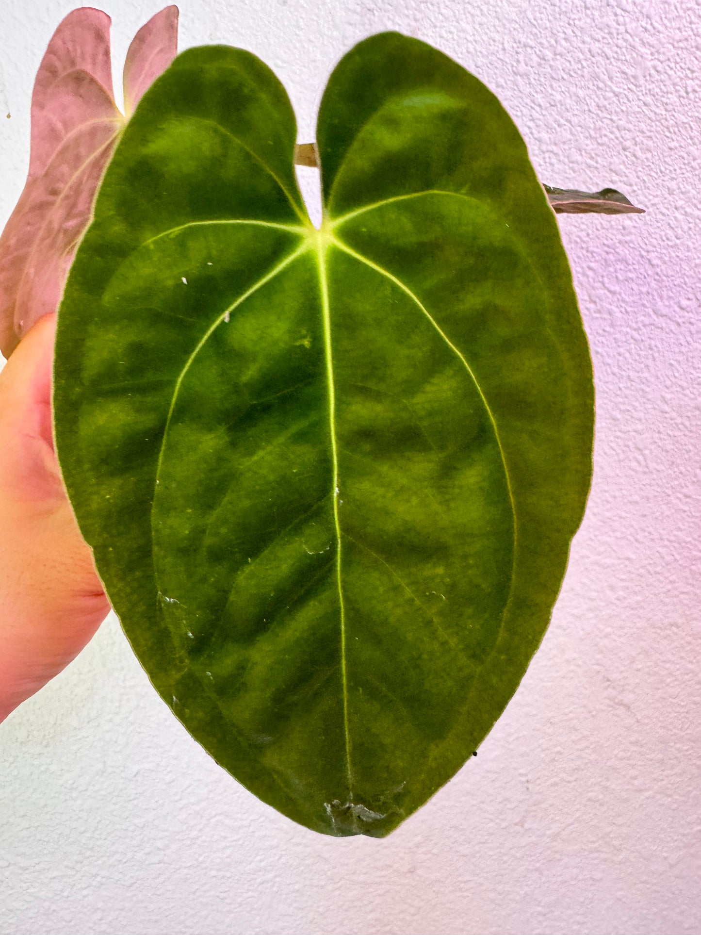 Anthurium Lago Gatun Papillilaminum Papi Rare Plant