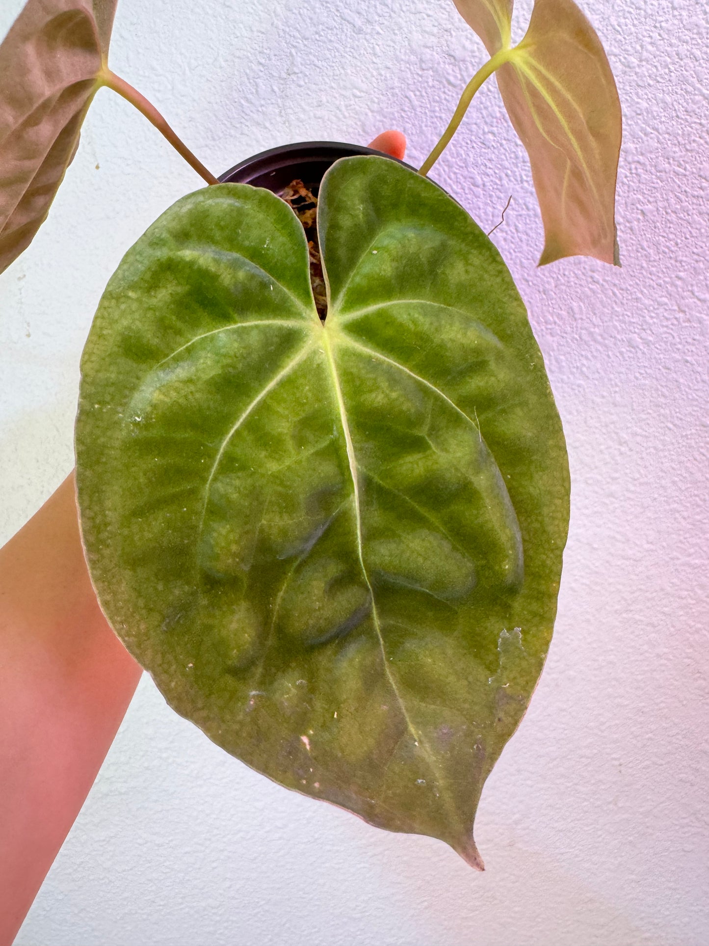 Anthurium Lago Gatun Papillilaminum Papi Rare Plant