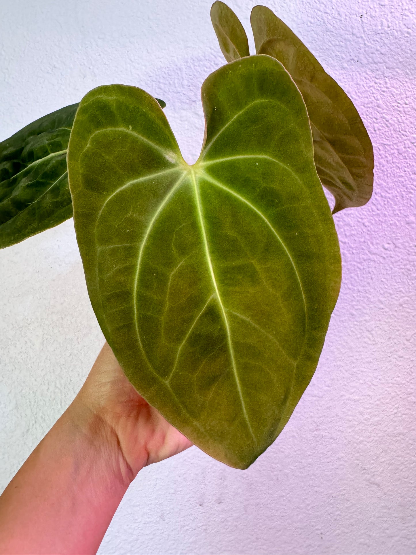 Anthurium Lago Gatun Papillilaminum Papi Rare Plant