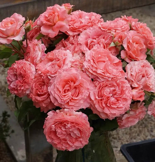 Rose Corail gelee 珊瑚果冻 1 Gallon size