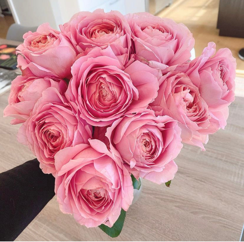 Rose Romantic Antic 1 gallon size