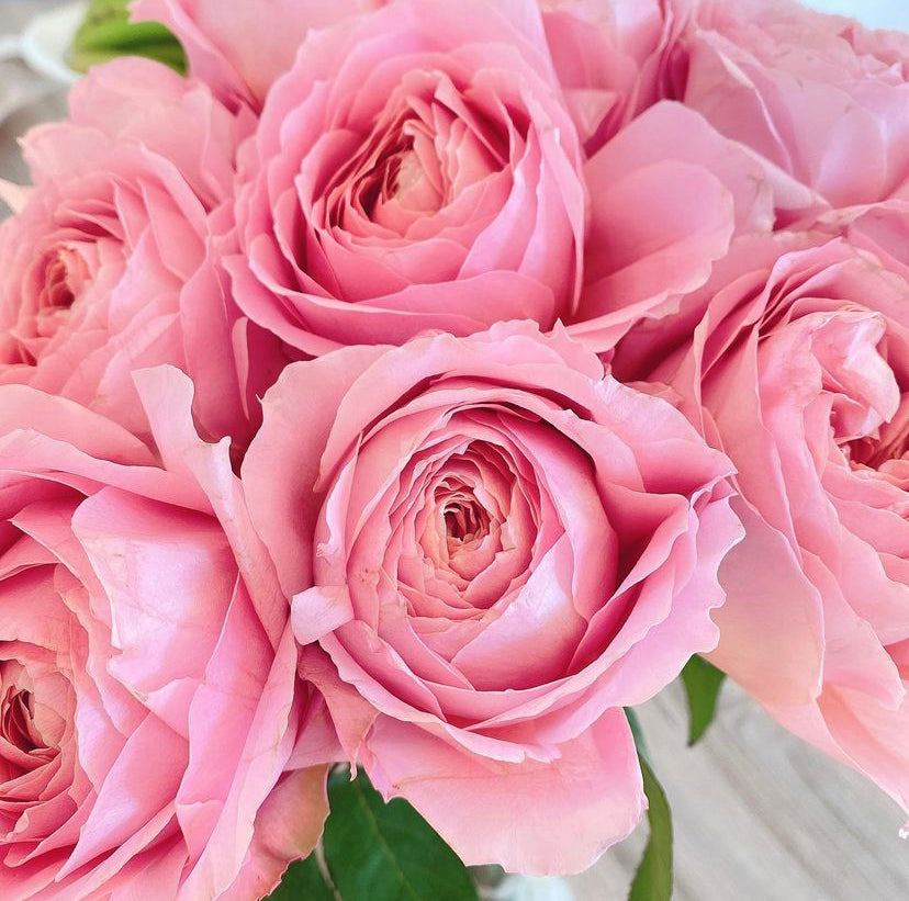 Rose Romantic Antic 1 gallon size