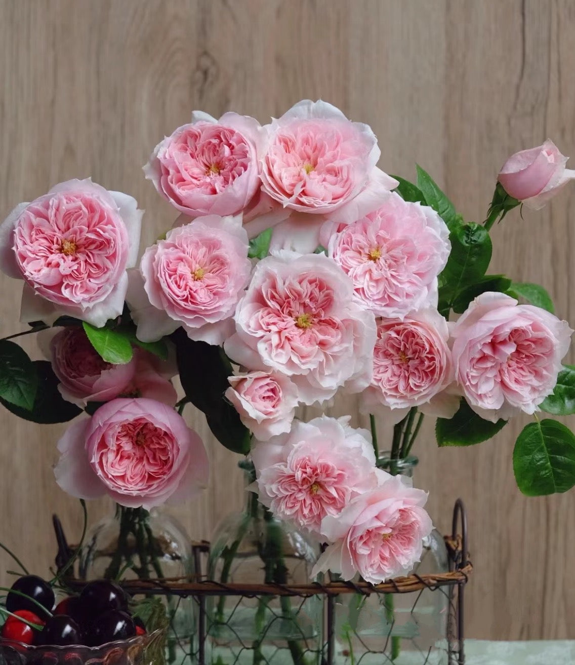 美少女 Schone Maid（per-Fyoom perfume）shrub rose-1 Gallon live plant