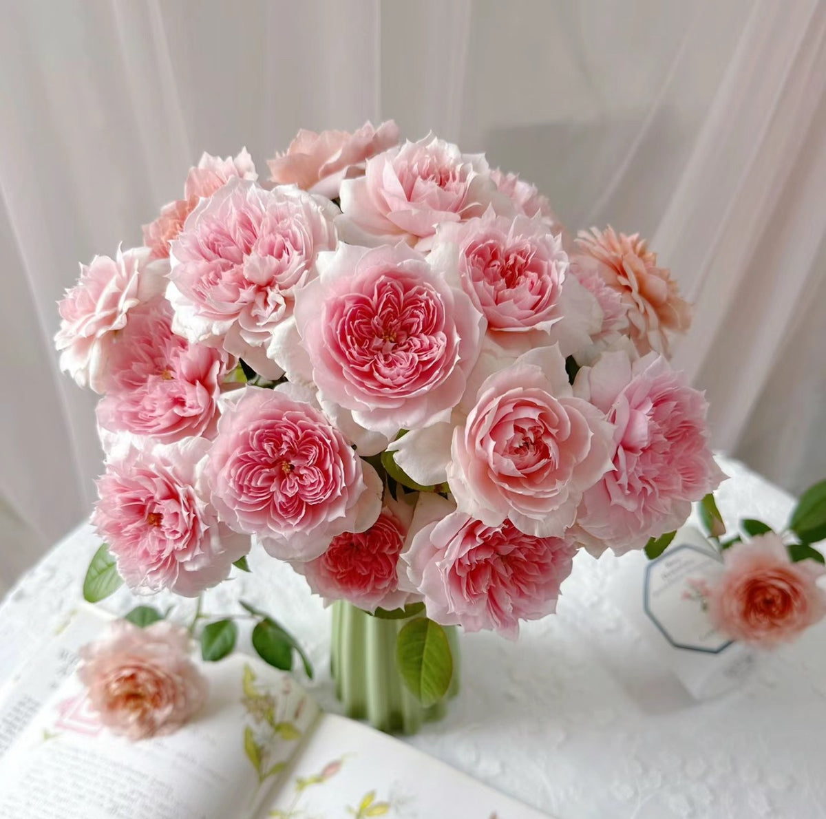 美少女 Schone Maid（per-Fyoom perfume）shrub rose-1 Gallon live plant