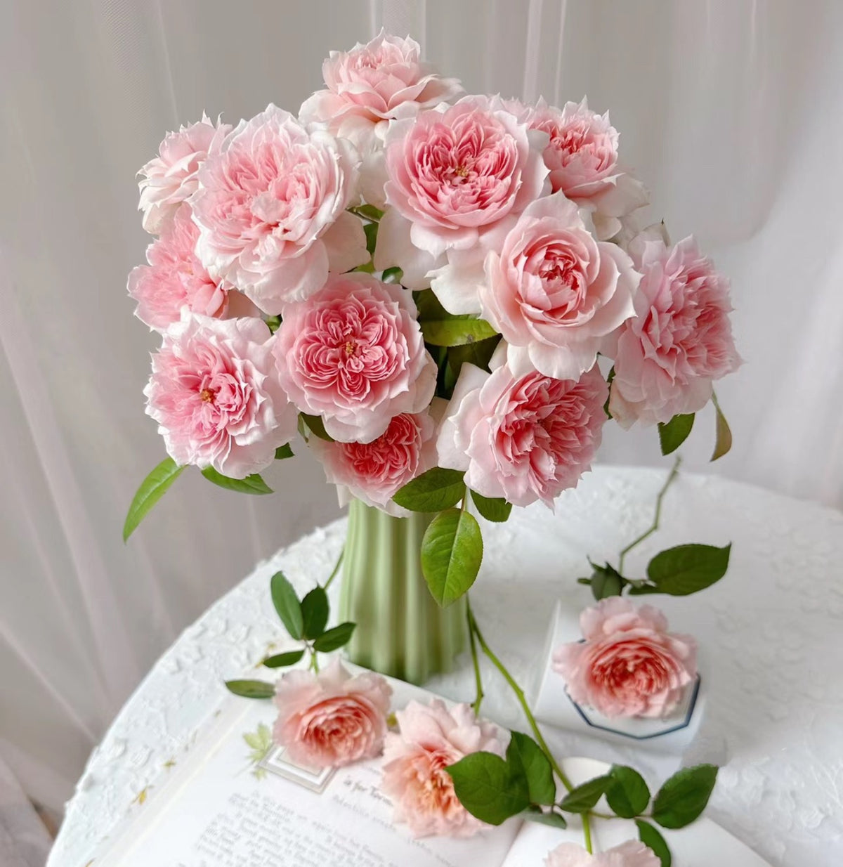 美少女 Schone Maid（per-Fyoom perfume）shrub rose-1 Gallon live plant