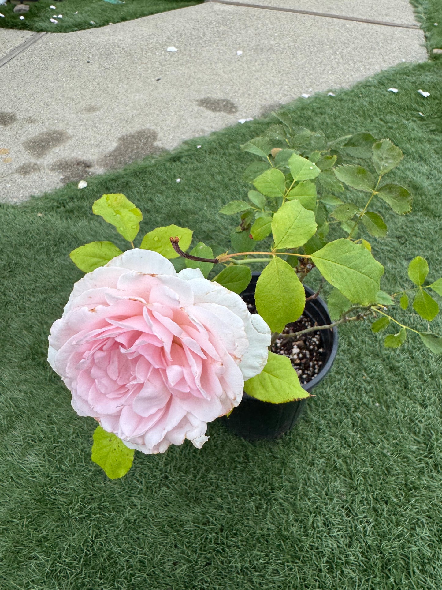Rose Wedding Box -1 Gallon pot