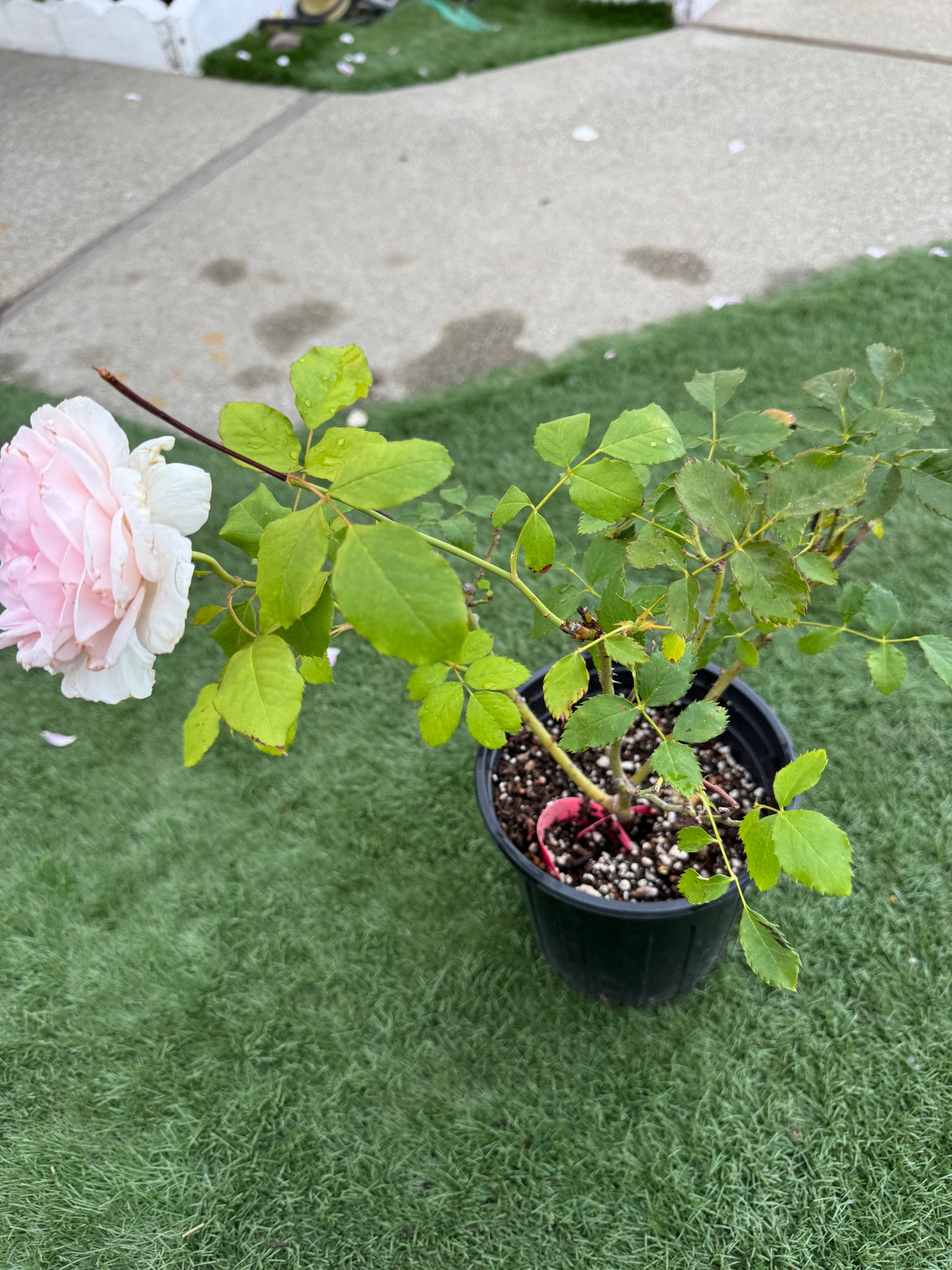 Rose Wedding Box -1 Gallon pot