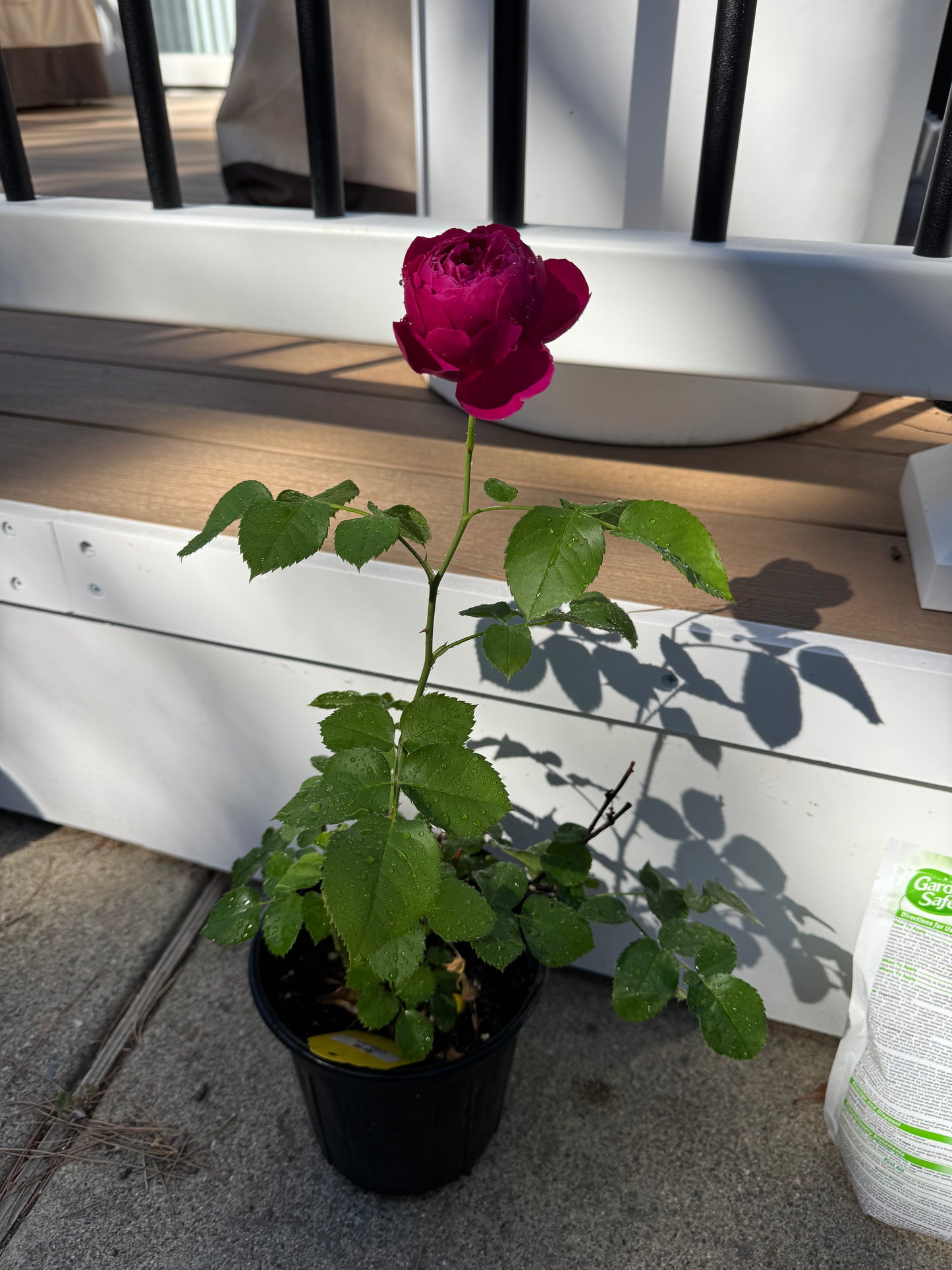 Rose Ci Xuan 1 gallon pot