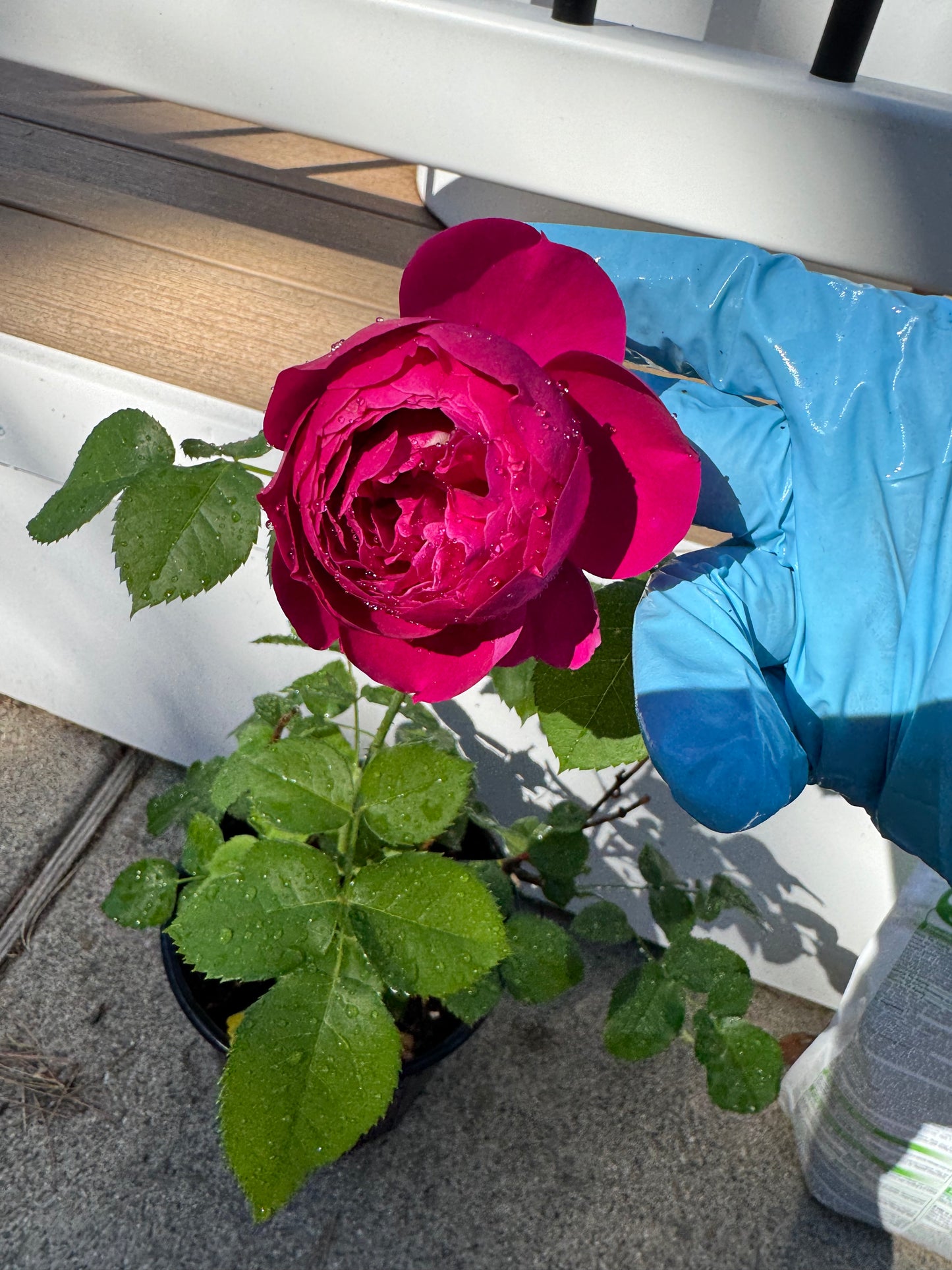Rose Ci Xuan 1 gallon pot