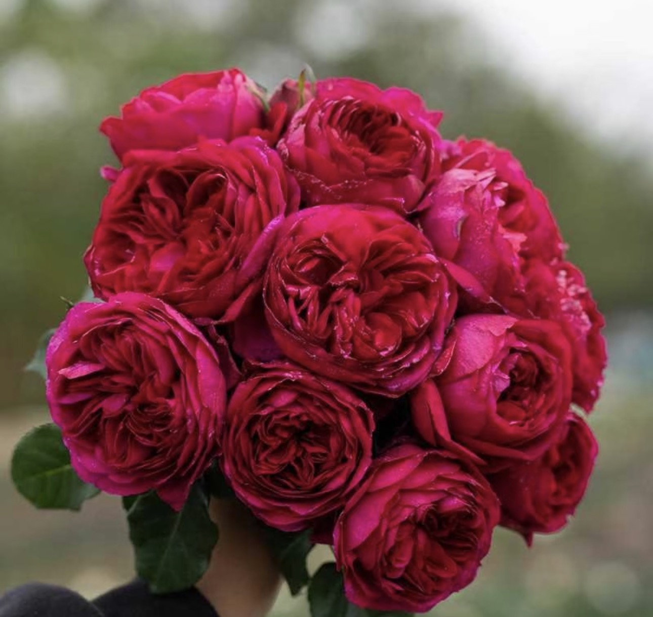 Rose Ci Xuan 1 gallon pot
