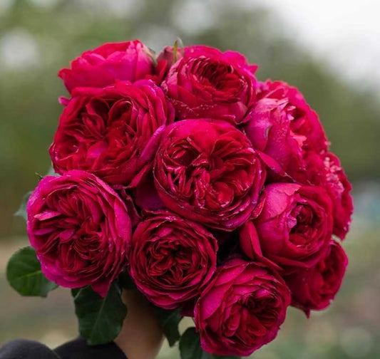 Rose Ci Xuan 1 gallon pot