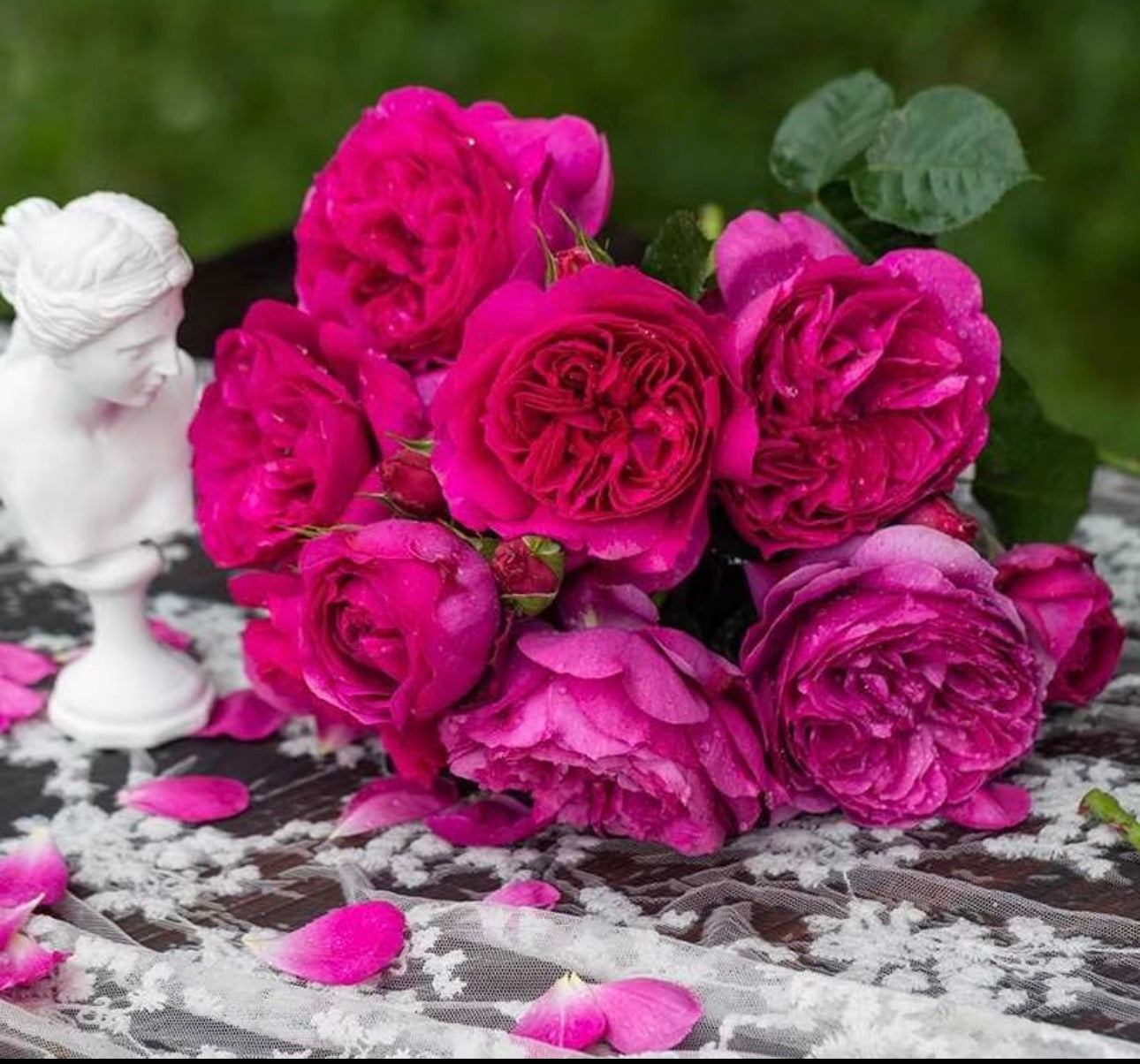 Rose Ci Xuan 1 gallon pot