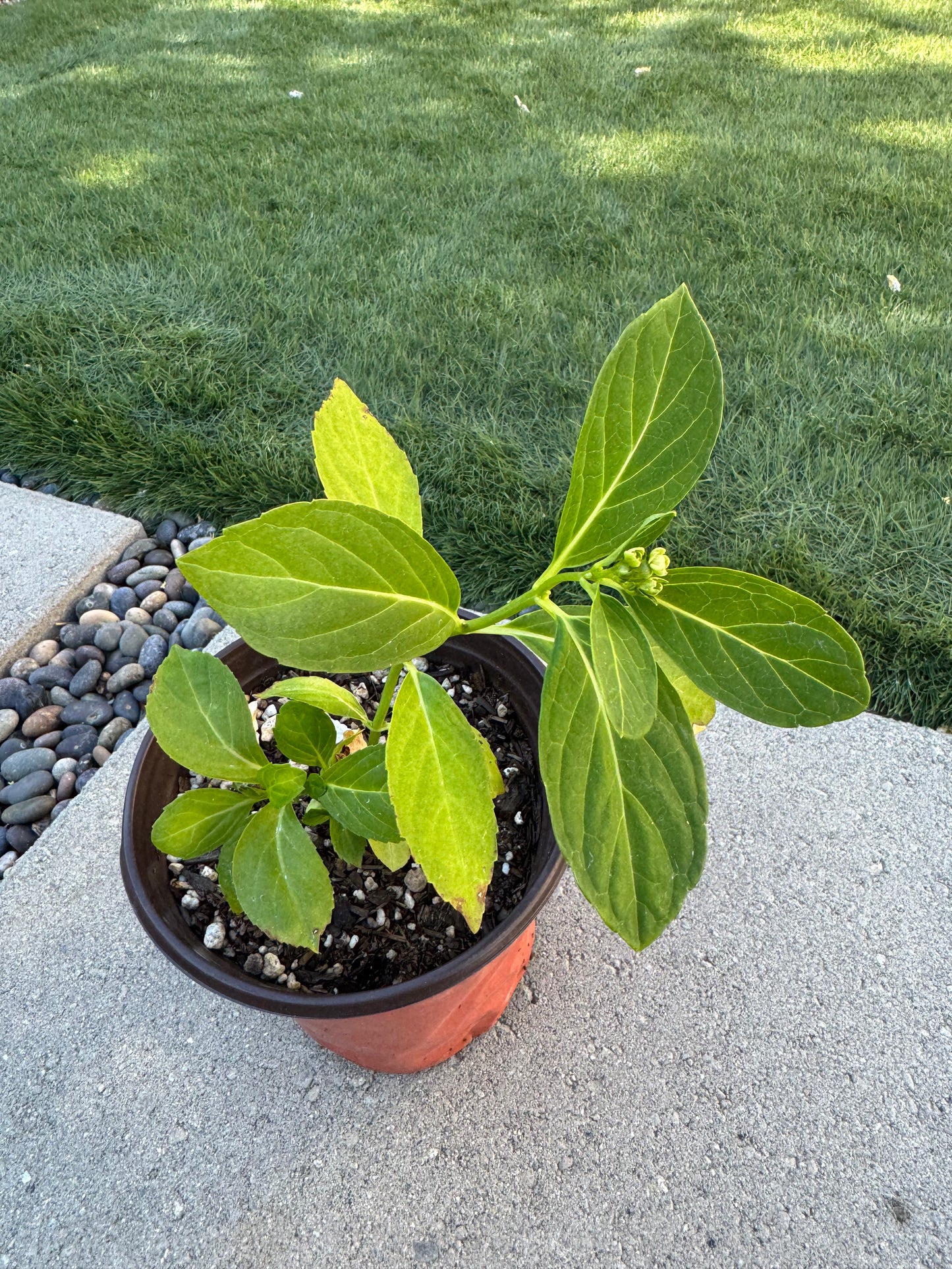 Japanese Hydrangea  Mikawa-Chidori 三河千鸟 6 inch size