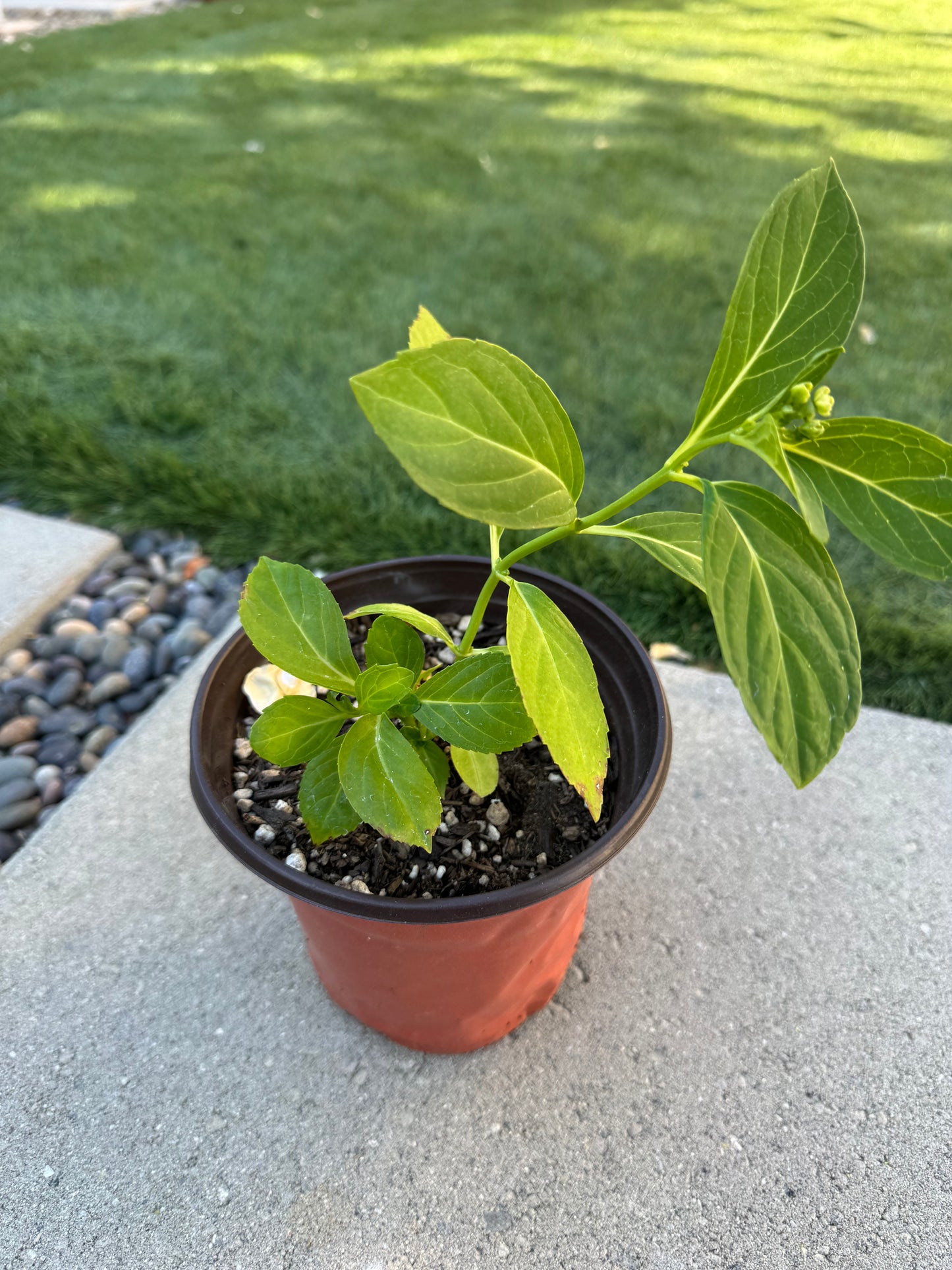 Japanese Hydrangea  Mikawa-Chidori 三河千鸟 6 inch size