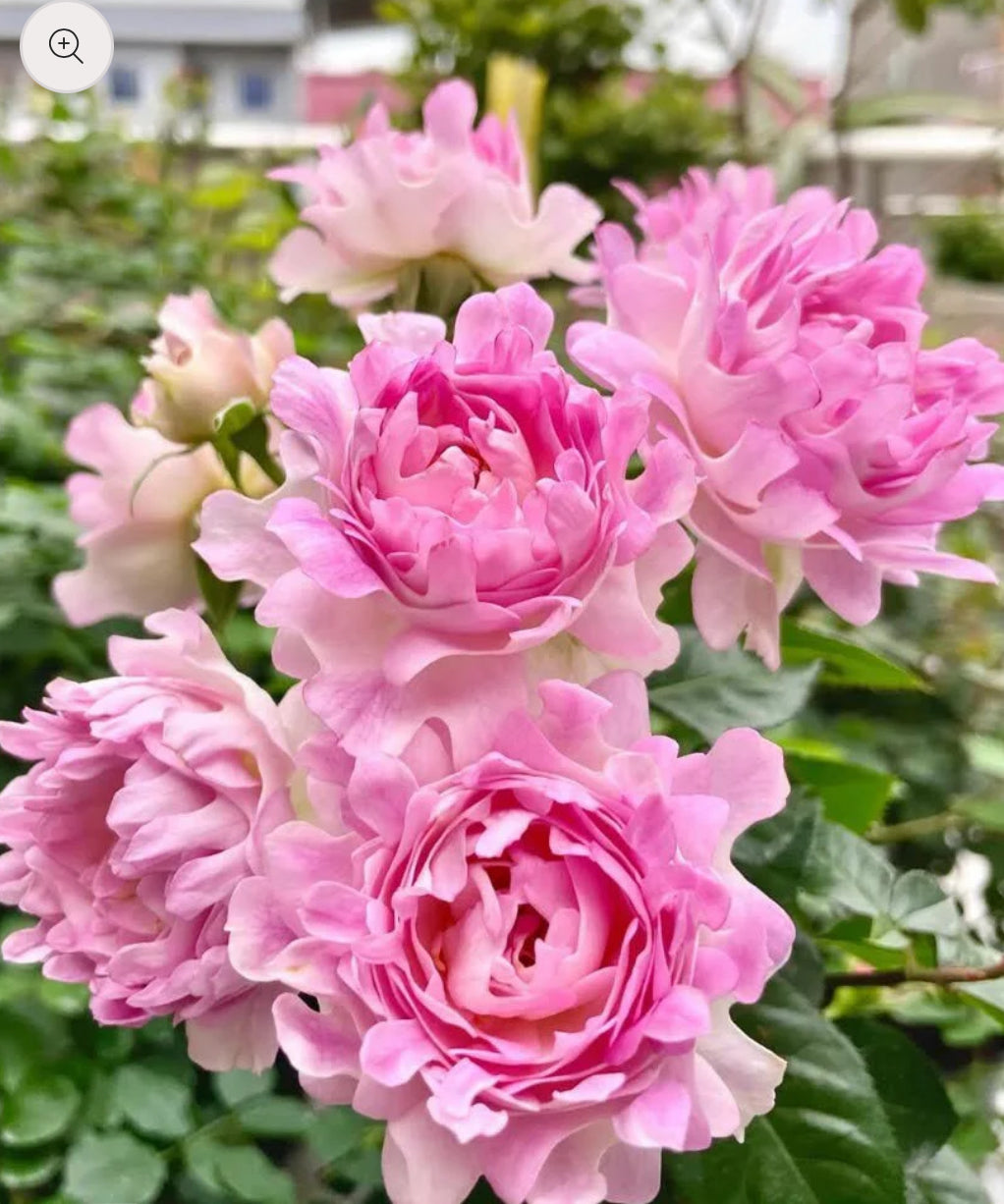 Japanese rare Sea Anemone 海葵 shrub rose 4inch size