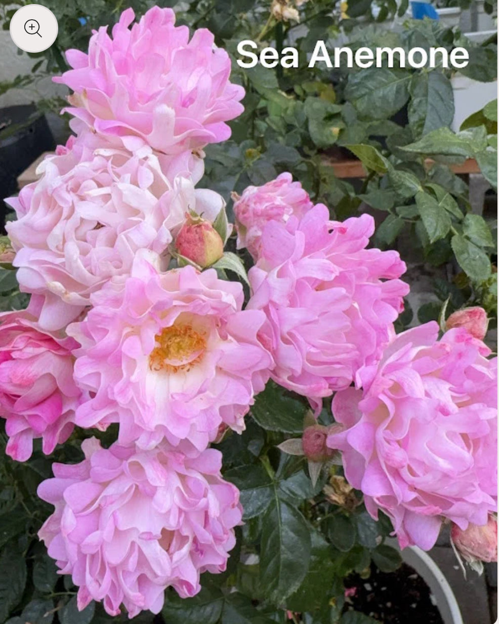 Japanese rare Sea Anemone 海葵 shrub rose 4inch size