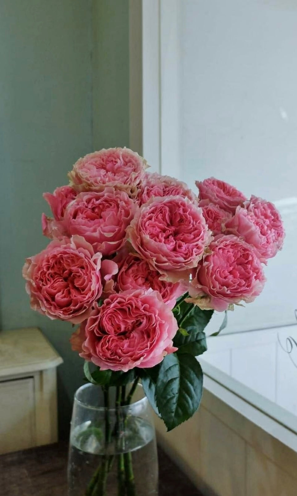 Rose Victoria Kiss 4inch own root