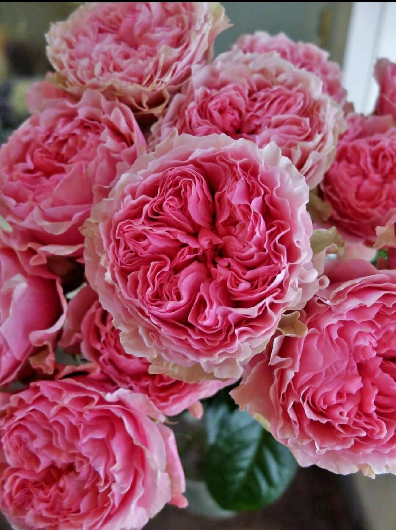 Rose Victoria Kiss 4inch own root