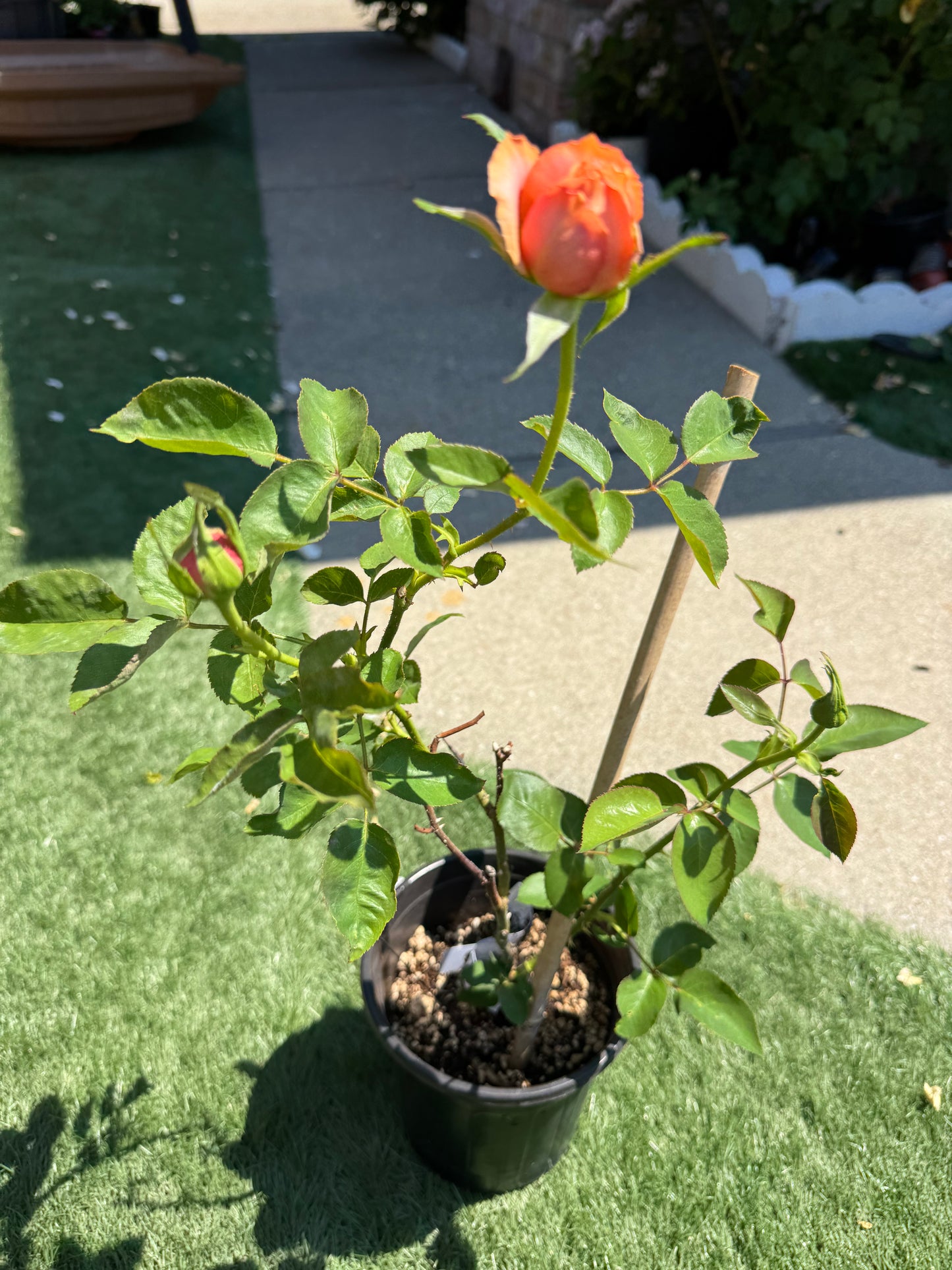 Rose Romantic Antic 1 gallon size