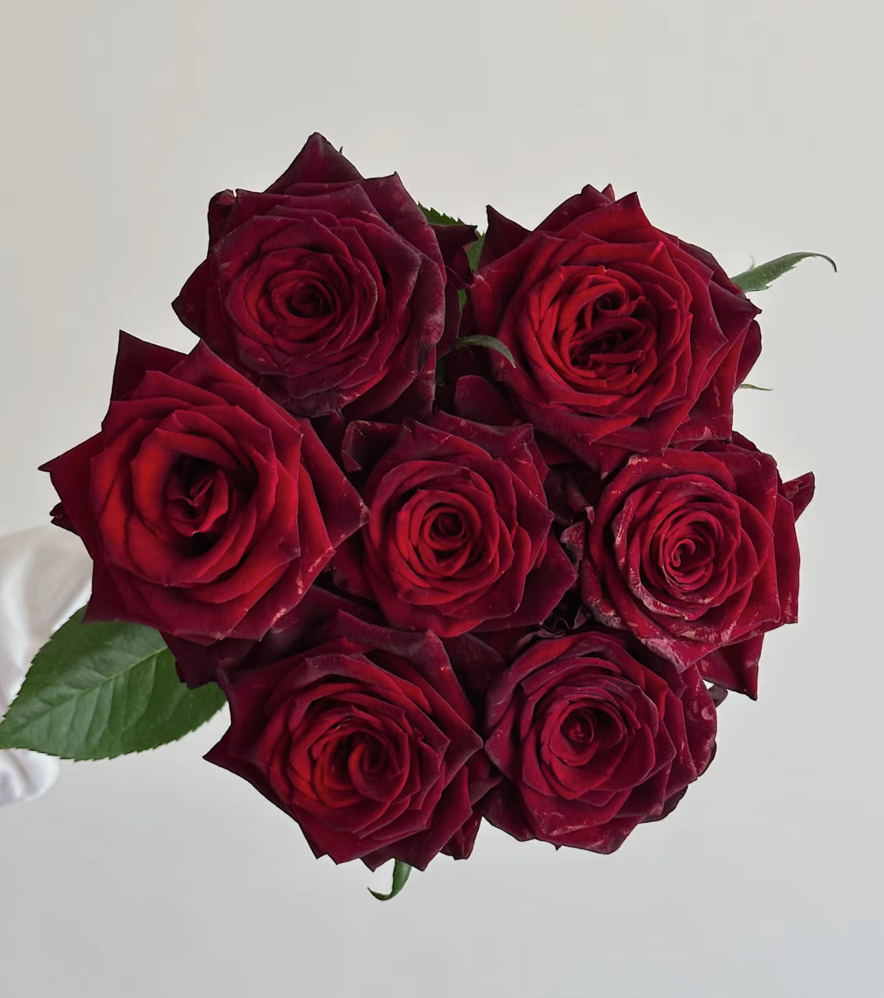 PRE-ORDER Rose Black Baccara 黑巴克 2 Gallon