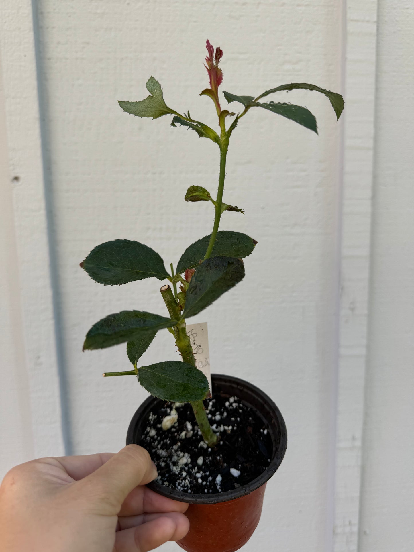 Rose Chiffon 4 inch live plant own root