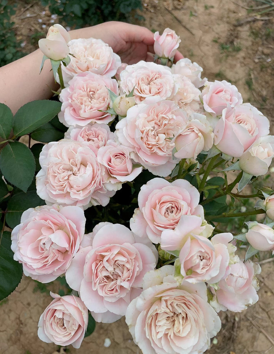 Rose Chiffon 4 inch live plant own root