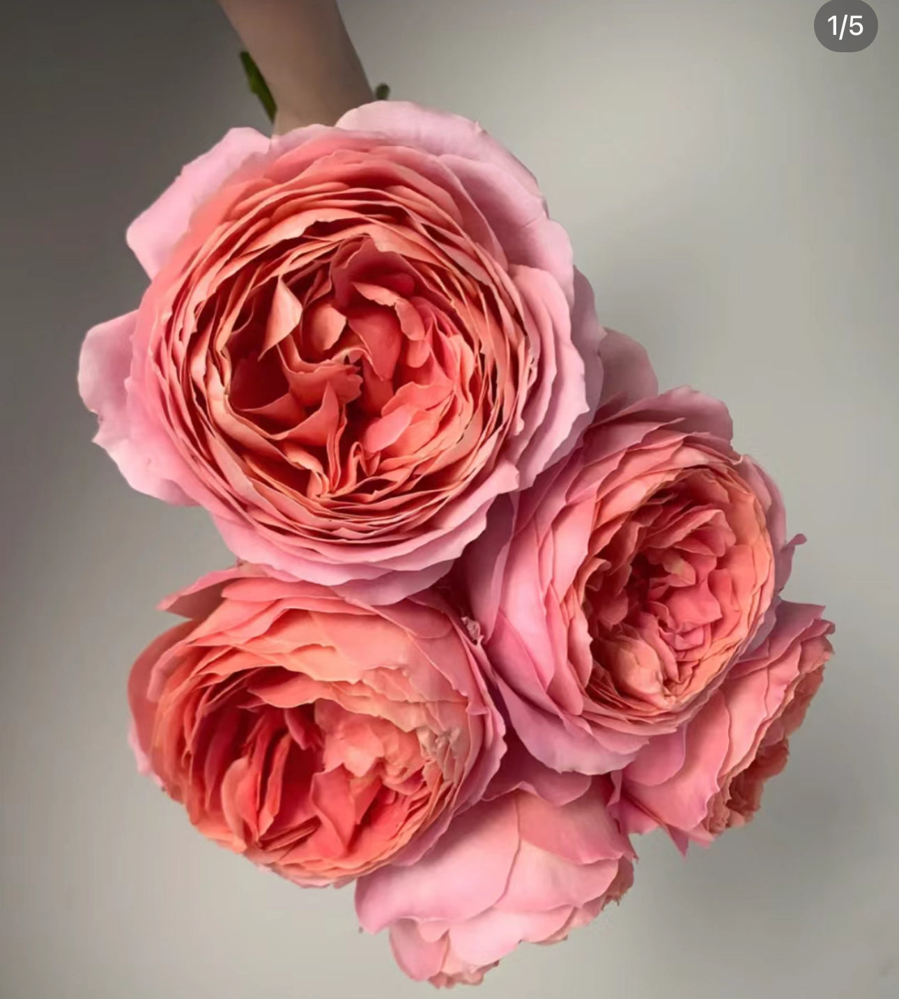 Rose Romantic Antic 1 gallon size