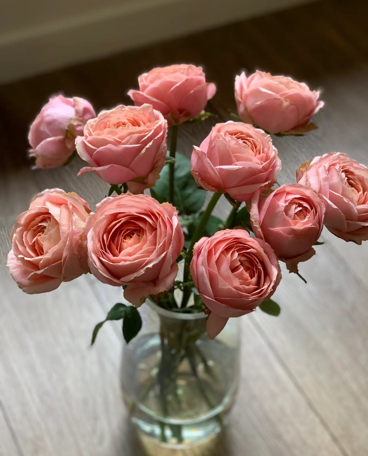 Rose Romantic Antic 1 gallon size