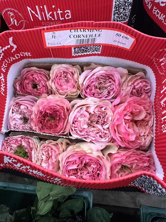 Rose Charming Corneille 4 Inch size plant
