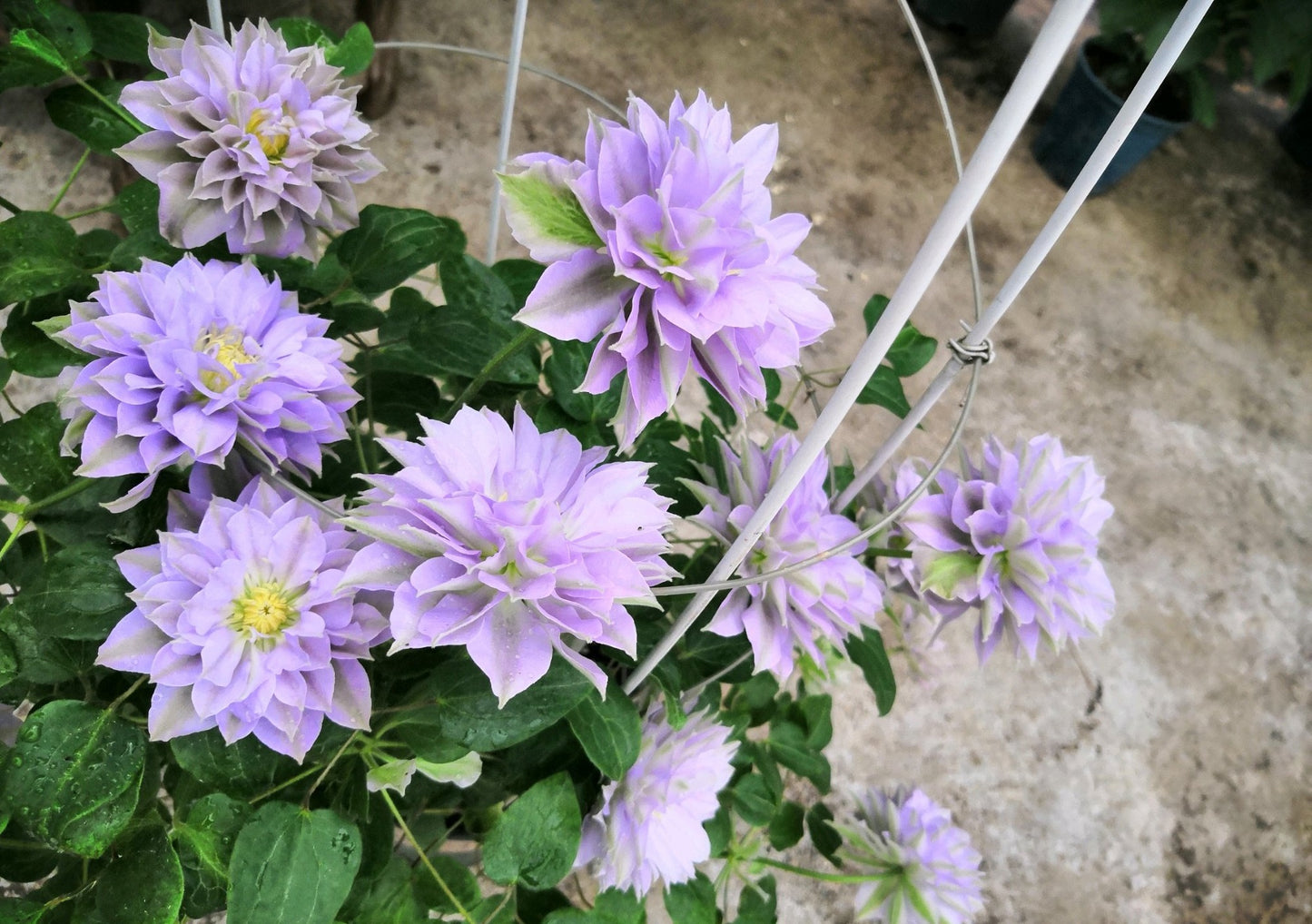 Clematis 琉璃" (Ruriokoshi) live plant