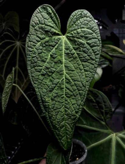 Anthurium Rotolanteanum Rare plant cuttings-Please read Description