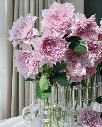 Shrub Rare Rose Huanzi (月季幻紫）Shrub rose 1 gallon