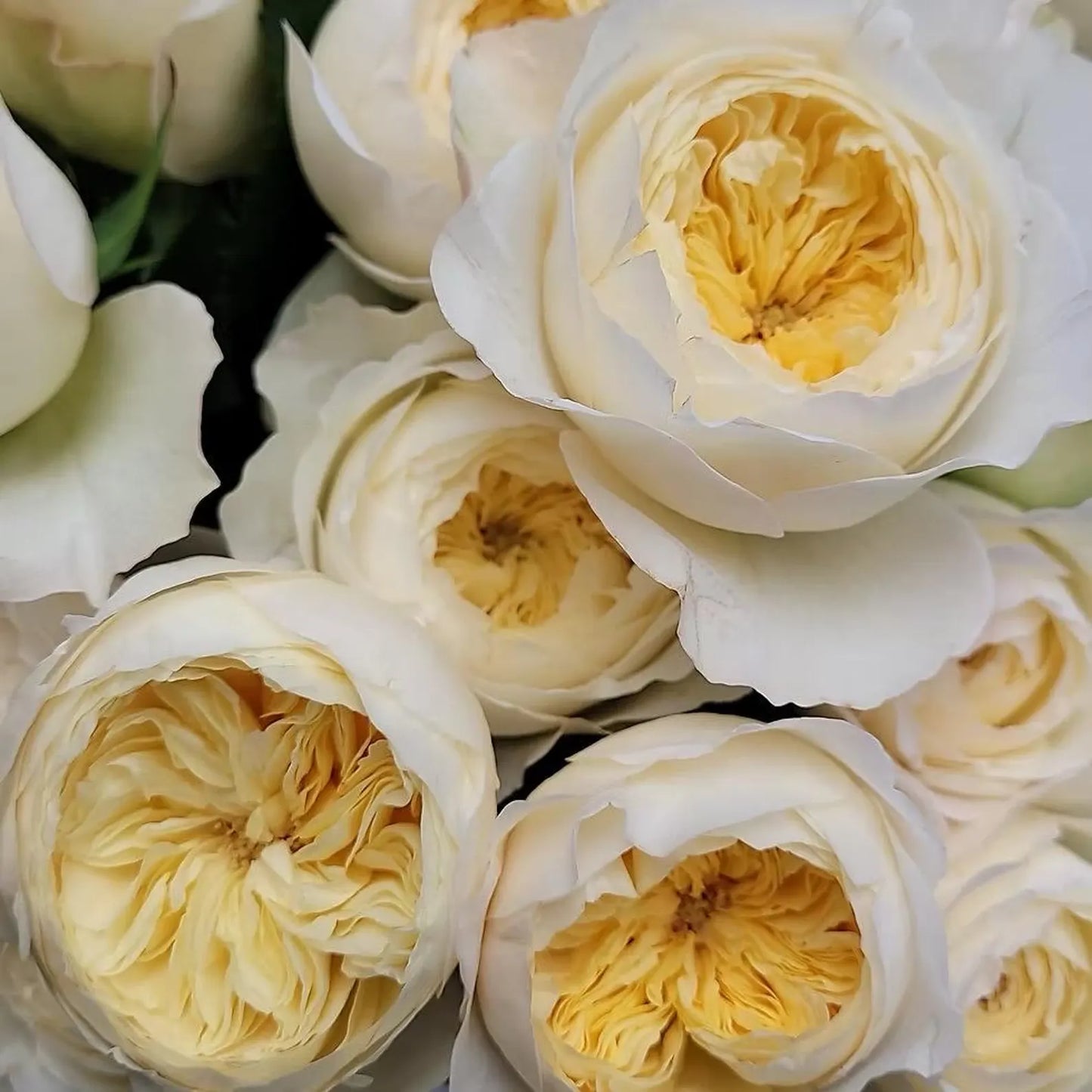 Pre-Order Royal Park 皇家园林 Netherlands Florist Shrub Rose