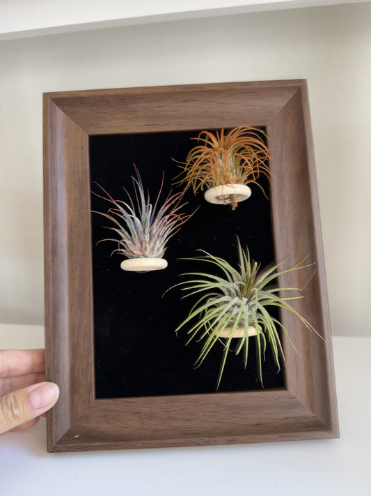 Air plant (Tillandsia) frame for home and office décor Air plant holder with  free plants.