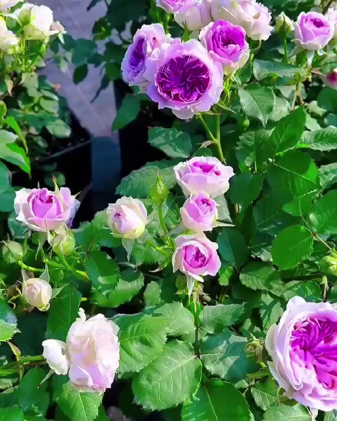 Japanese Rose Blue Moon Stone 1 Gallon live rose – Youna Botanic