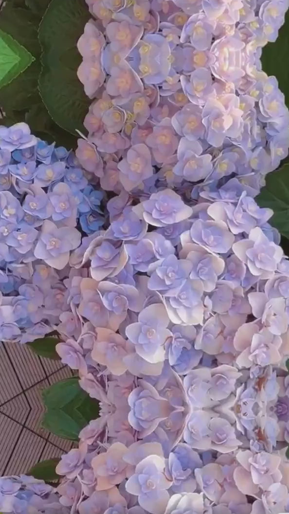 Alice Oakleaf Hydrangea (Hydrangea quercifolia 'Alice