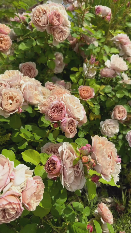 Japanese rose Lori 1 Gallon size
